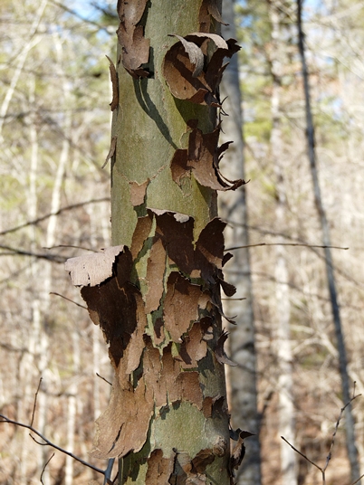 {Platanus occidentalis}